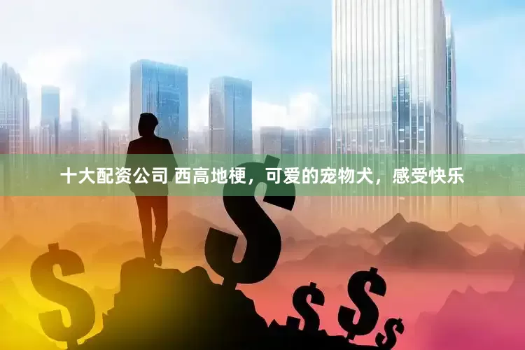 十大配资公司 西高地梗，可爱的宠物犬，感受快乐